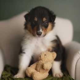 Versace - Black white and tan male Collie puppy in Huffville, Virginia from Blackberry Hills Cattle dogs and Collies