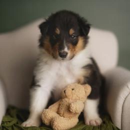 Versace - Black white and tan male Collie puppy in Huffville, Virginia from Blackberry Hills Cattle dogs and Collies