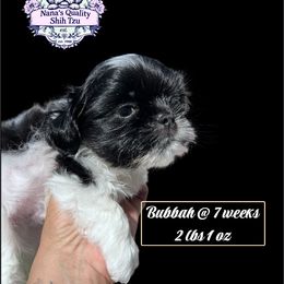Lil Bubbah - Black and white male Shih Tzu puppy in Sacramento, California from NANA’S  QUALITY SHIH TZU'S
