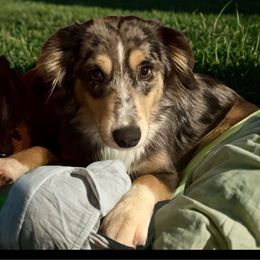 Lilly - Toy Australian Shepherd