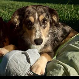 Lilly - Toy Australian Shepherd