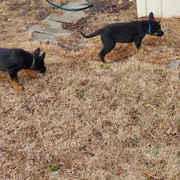 German Shepherd and Goldendoodle Puppies from The Greyline Dogs