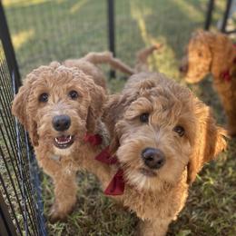 Goldendoodle Puppies from Dhalia’s Doodles