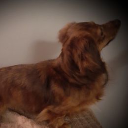Titan - Dachshund
