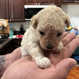 Pink girl - Cream female Poodle puppy in Phoenix, Arizona from La Petite poodle