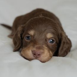 Lumpy - Chocolate and cream male Dachshund puppy in Memphis, Tennessee from Lone River Dachshunds