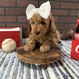 Marcia - Red  female Goldendoodle puppy in Huntington, Utah from Krispydoodle