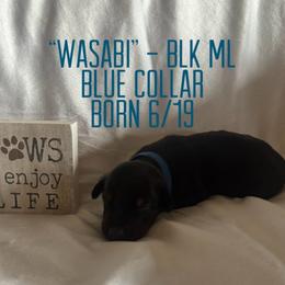 Wasabi - Black and rust male Doberman Pinscher puppy in Wellington, Ohio from Jessie (TDD, llc)