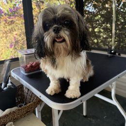 Stormy - Shih Tzu