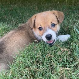 Silver boy - Red male Pembroke Welsh Corgi puppy in Adairsville, Georgia from R&R Corgis