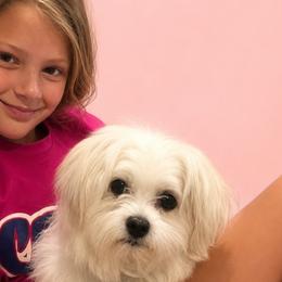 Maltese from Maltese Dollhouse
