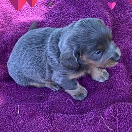 Dachshunds from Coleys Doxies