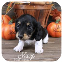 KENZO - AKC Registered - Black and tan male Dachshund puppy in Graceville, Florida from Misty's 101 Doxies