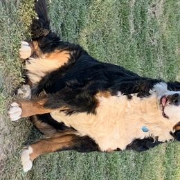 Panda - Bernese Mountain Dog