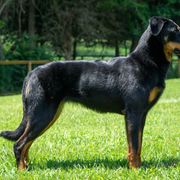Ultra - Beauceron