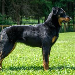 Ultra - Beauceron