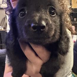 Obsiden - Black male Dachshund puppy in Hudson, Michigan from Mittentail Kennel Miniature Dachshunds & Australian Shepherds