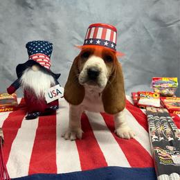 Gracie - Lemon and white female Basset Hound puppy in Hurtsboro, Alabama from PARK’s Family Farm