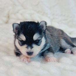 Leo Junior - Black and white male Pomsky puppy in Greencastle, Indiana from JDpomskies