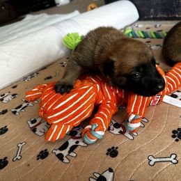 Belgian Malinois Puppies from Care 2 Protect