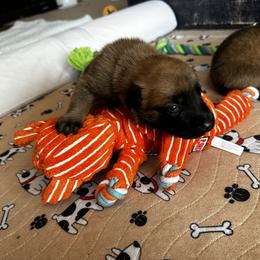 Belgian Malinois Puppies from Care 2 Protect