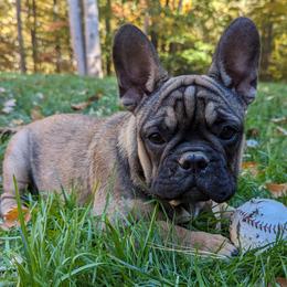 Yogi - Tricolors French Bulldog puppy in Salem, Virginia from Alpine Kennel