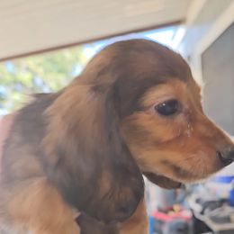 Dachshund Puppies from Samantha Spanton