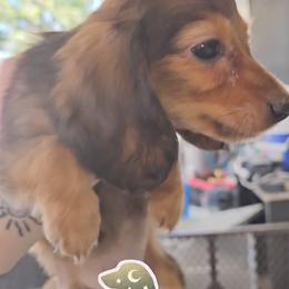Dachshund Puppies from Samantha Spanton