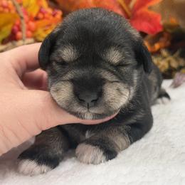 Gypsy Female 3 - Salt and pepper female Miniature Schnauzer puppy in Pageland, South Carolina from New Haven Farms