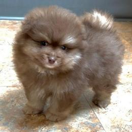 Percy - Chocolate and tan male Pomeranian puppy in Burton, Michigan from Ranger's Pomeranians
