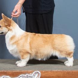 Marlow - Pembroke Welsh Corgi