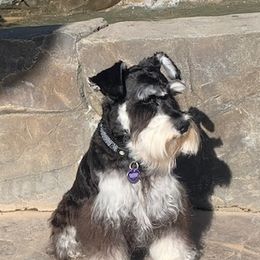 Miniature Schnauzers from Tiffany Bailey