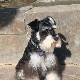 Miniature Schnauzers from Tiffany Bailey