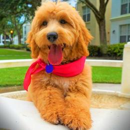 "English Goldendoodle Puppy from Moss Creek Goldendoodles" Goldendoodle and Schnoodle Puppies from Moss Creek Goldendoodles