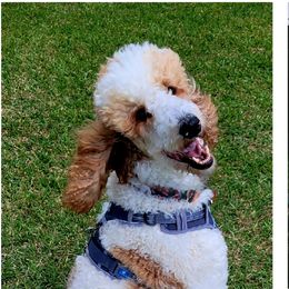 Molly - Poodle