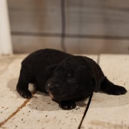 Girl 2 - female Whoodle puppy in West Bend, Iowa from Blue Skies Terriers