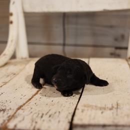 Girl 2 - female Whoodle puppy in West Bend, Iowa from Blue Skies Terriers