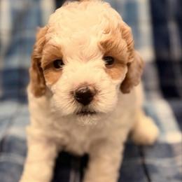 Donner - Blenheim male Cavapoo puppy in Bradenton, Florida from Christianna’s Mini Goldendoodles