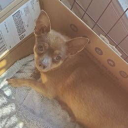 Brownie - Chihuahua