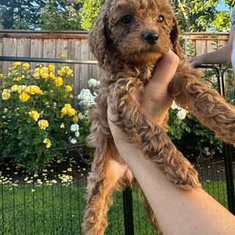 Honey - Apricot female Cavapoo puppy in Springfield, Oregon from Teddy Bear Doodles