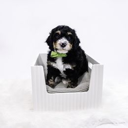 Green Collar Boy - Tri-color male Bernedoodle puppy in Hebron, Indiana from Duneland Doodles