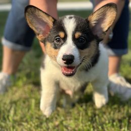 Cedar - Black and tan male Pembroke Welsh Corgi puppy in Cleveland, Tennessee from Low Rider Corgis Co