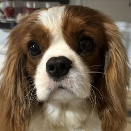 Jimmy Choo - Cavalier King Charles Spaniel