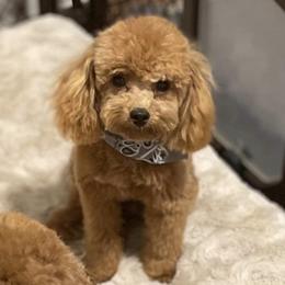 Poodles from Diva’s Designer Dogs