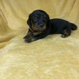 Meike - Black and tan female Dachshund puppy in Richmond, Virginia from Paw Prints