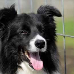 Cole - Border Collie