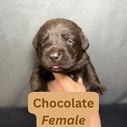 Chocolate - Chocolate female Dilute Retriever puppy in Dover, Delaware from Virdin’s Silver Labs