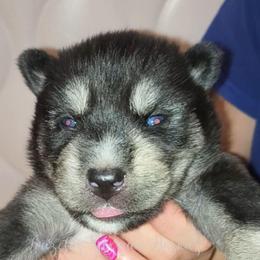 Ragnarök - Black tan and white male Siberian Husky puppy in Richland, Mississippi from Feazell’s Siberian Huskies