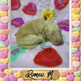 Romeo - Cream male Goldendoodle puppy in Simpsonville, South Carolina from D & D Golden Doodles, LLC