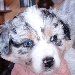 Australian Shepherd Puppies from Desert Moon Aussies